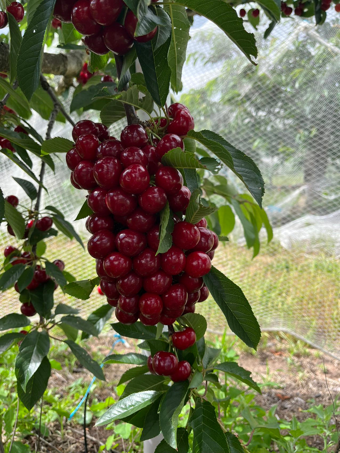 Introducing Our "From Our Orchard to Your Home" Program – Just in Time for Christmas!