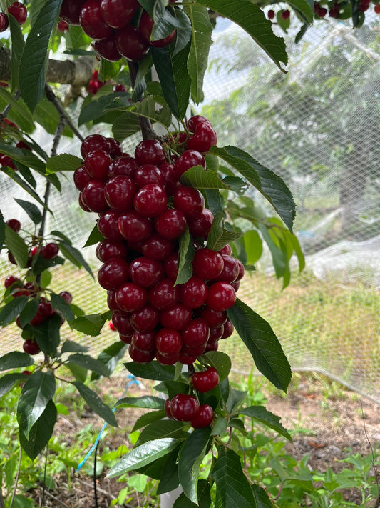 Introducing Our "From Our Orchard to Your Home" Program – Just in Time for Christmas!