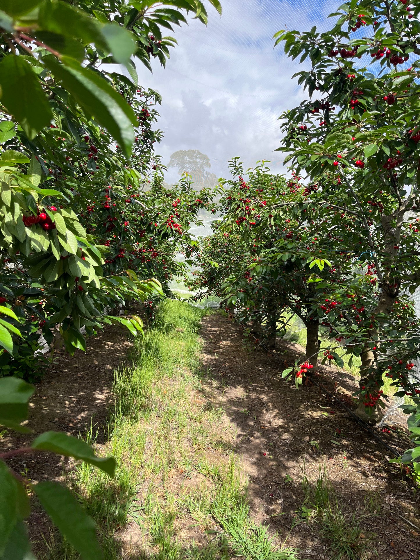 (Nov 2025) Book your ticket for Pick your own in our farm (No need to pick up the ticket!!)