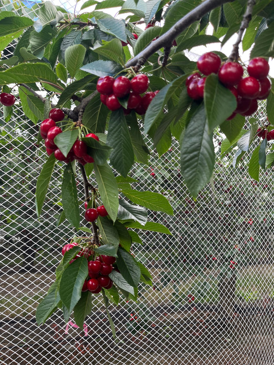 (Dec 2025) Book your ticket for Kids （6-12Yrs）Pick your own in our farm (No need to pick up the ticket!!)