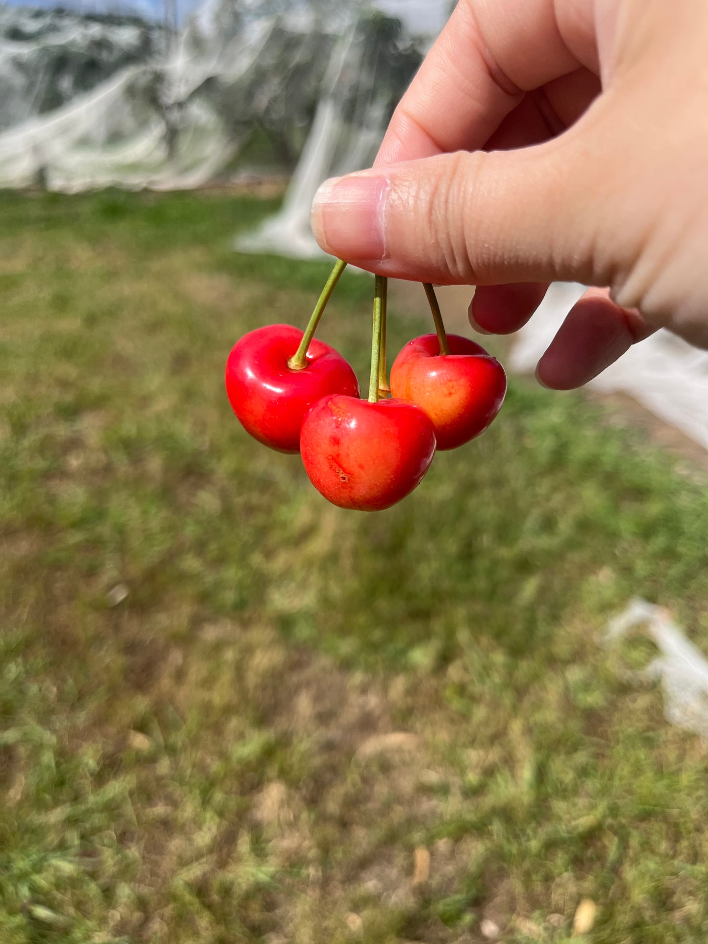 (Nov 2025) Book your ticket for Pick your own in our farm (No need to pick up the ticket!!)